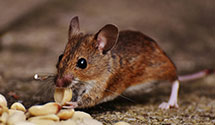 24 Hour & Emergency Exterminators in West Bloomfield, MI
